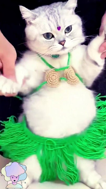 New cat dance funny videos