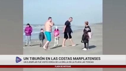UN TIBURÓN EN LAS COSTAS MARPLATENSES