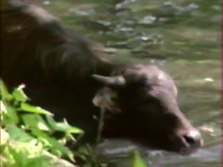 urywki z TV - lata 90.