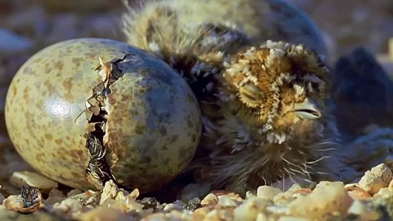 Sandgrouse Though Life Short Documentary Hindi, Wild animals Hindi,