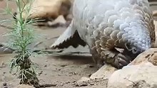 Pretty Pangolin/ Zacny Łuskowiec