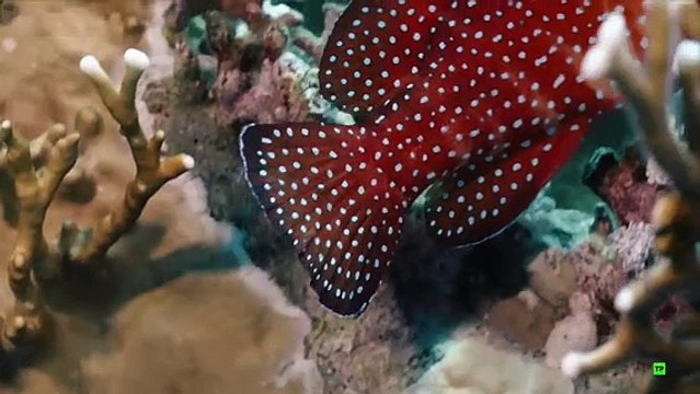 Documental. Arabia Saudí: Tesoros Ocultos y Leyendas