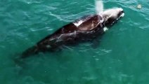 Temporada de avistamiento de ballenas en bahía de Banderas supera expectativas