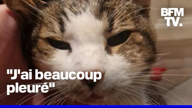 Disparu depuis 15 ans, un chat retrouve son maître quelques heures avant de mourir