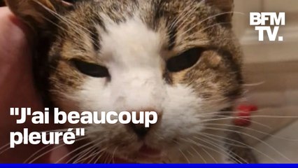 Disparu depuis 15 ans, un chat retrouve son maître quelques heures avant de mourir