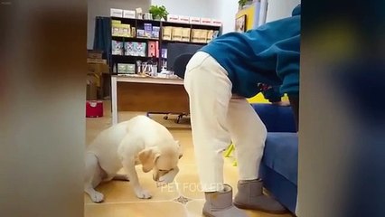 You Laugh You Lose Funniest Dogs and Cats 2025