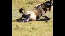 Amazing Wildebeest Giving Birth