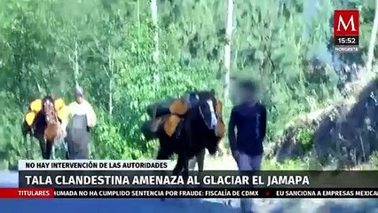 Tala clandestina en el Pico de Orizaba amenaza al glaciar 'El Jamapa' | Milenio Hábitat