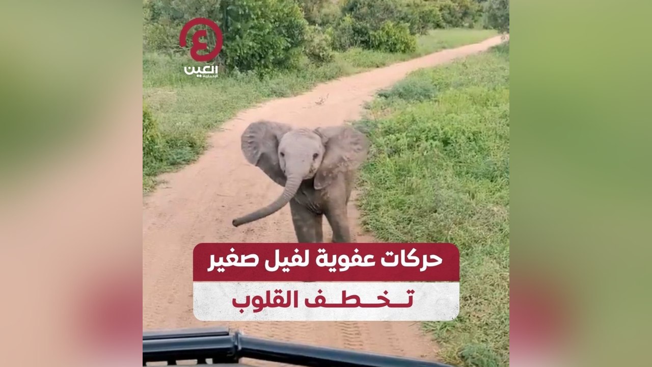 حركات عفوية لفيل صغير تخطف القلوب
