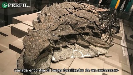 "Milagre de Juazeiro: O Mistério do Dinossauro 'Blindado' e a Tragédia na Suécia"