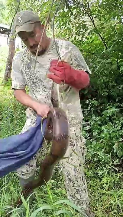 RESCATE DE HOY , BOA CONSTRICTOR NO VENENOSA .SEGUIMOS TRABAJANDO POR LA CONSERVACIÓN DE LA VIDA SILVESTRE.#conservacion #pwr #fubitropa   #trabajamosporlaconservación