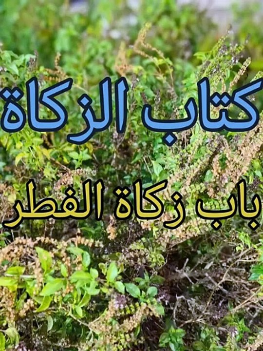 زاد المستقنع ( 19 )