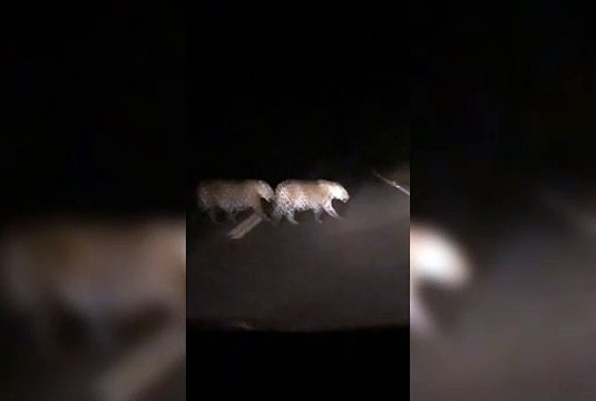 Onças-pintadas surpreendem e são flagradas cruzando a rodovia