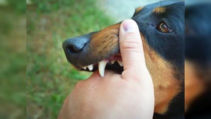 LasSalud Pública aplicó más de 951 mil vacunas contra la rabia en 2024