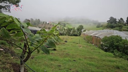 Este es el primer tour de fresas guiado de Costa Rica
