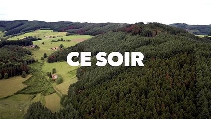 Bûcheron : un métier à hauts risques