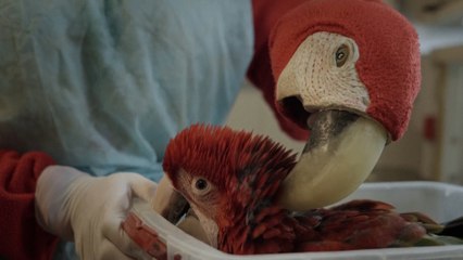 Científicos se disfrazan de guacamayas en Argentina