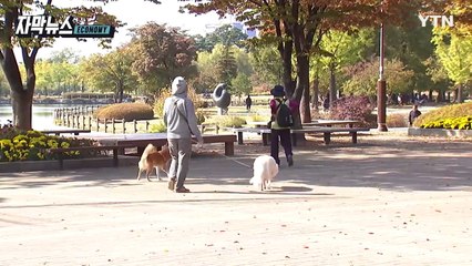 [자막뉴스] 견주도 피해자도 난감... 개 물림 사고 대비책 '주목' / YTN