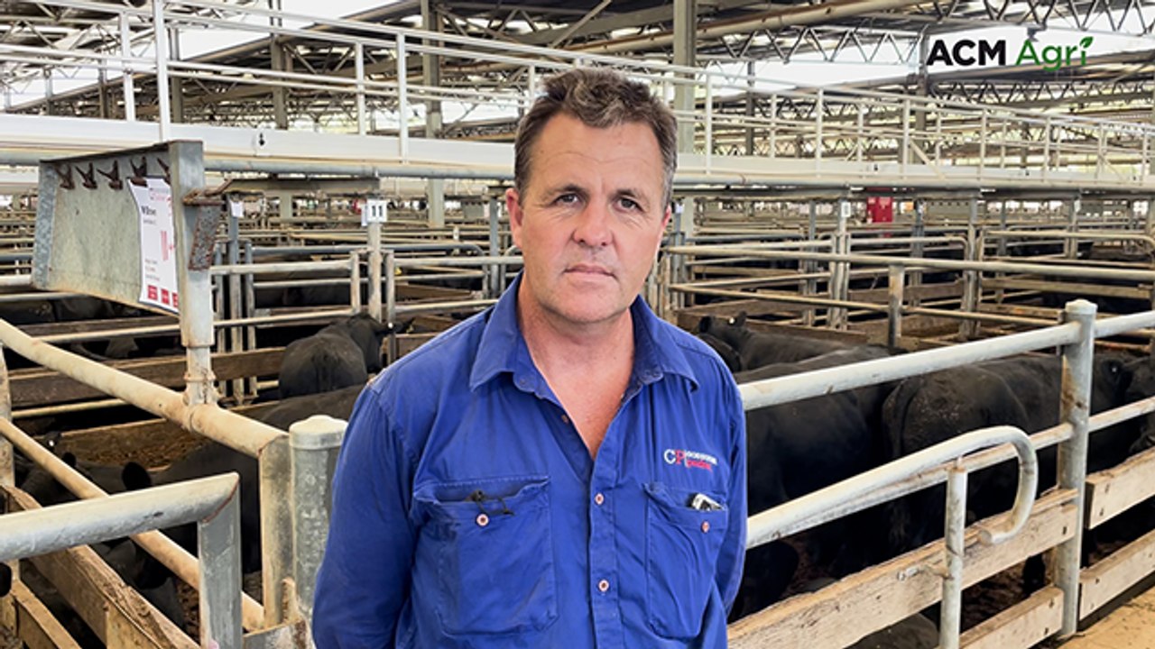 Whopper Wangaratta yarding sees northern buyers step up for district cattle