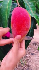 Farming Trick In China 🍋🍎🍇🍒🍓🍍🍏