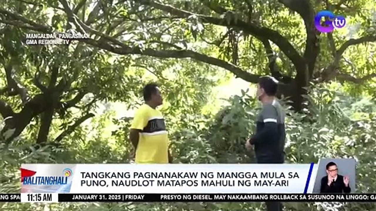 Tangkang pagnanakaw ng mangga mula sa puno, naudlot matapos mahuli ng ...