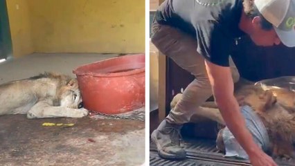 Sinaloa: Operativo en una casa confisca millones en droga y hasta un león africano en malas condiciones