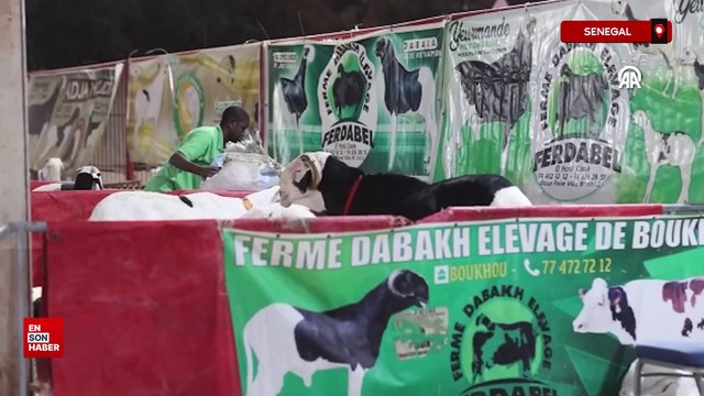 Senegal'de koyunların kralı ladoumlar podyuma çıktı