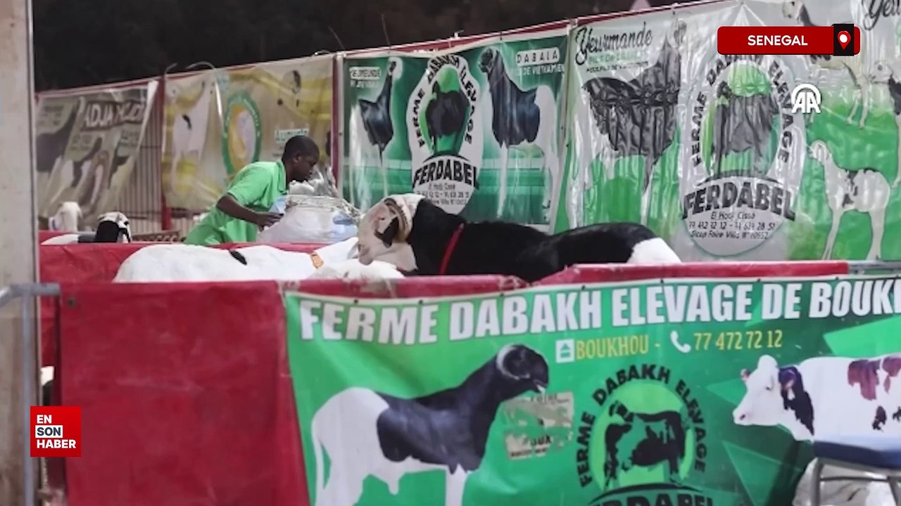 Senegal'de "koyunların kralı ladoumlar" podyuma çıktı