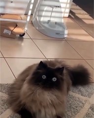 🐾 Welcome to the wild world of #PetsOfInstagram! 🌟 In this adorable video