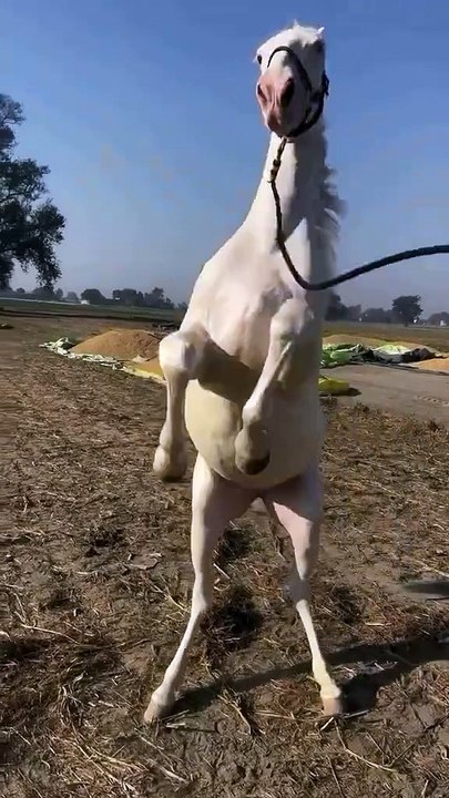 Horse🐎🐎🐎 lovers