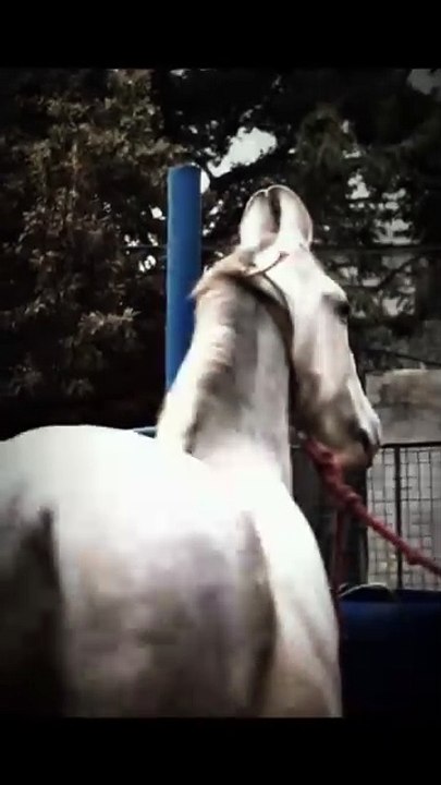 Horse🐎🐎🐎 lovers