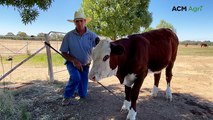 Stock & Land Beef Week Day Three