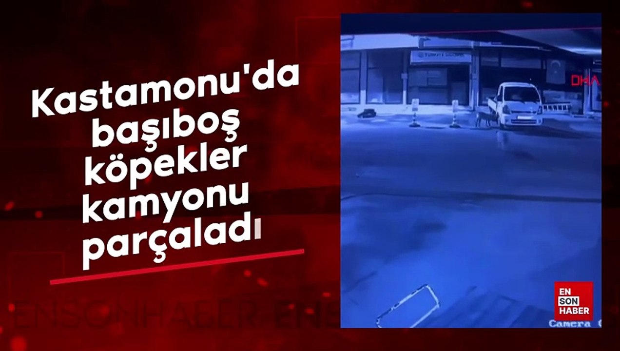 Kastamonu'da başıboş köpekler kamyonu parçaladı