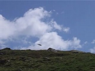 Vol gypaète barbu en Vanoise