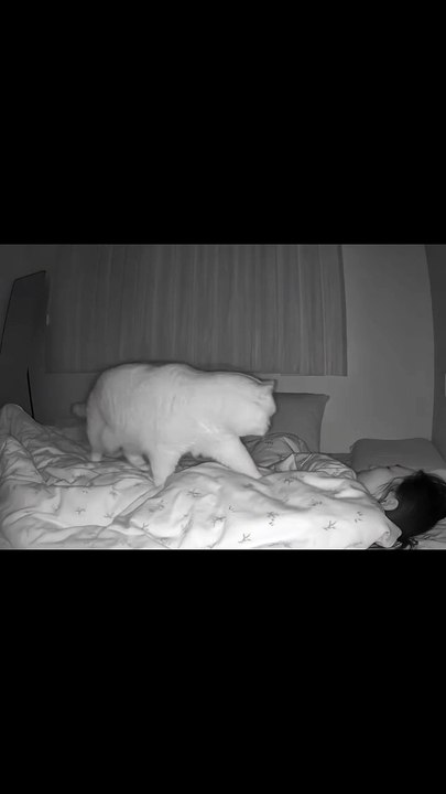 Katze im Karton! 20250131