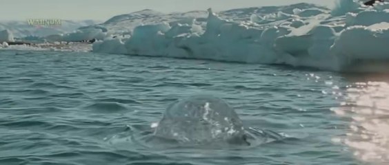 the last airbender 2010 full movie ｜｜ Full Movies ｜｜ WahNum Movies 4