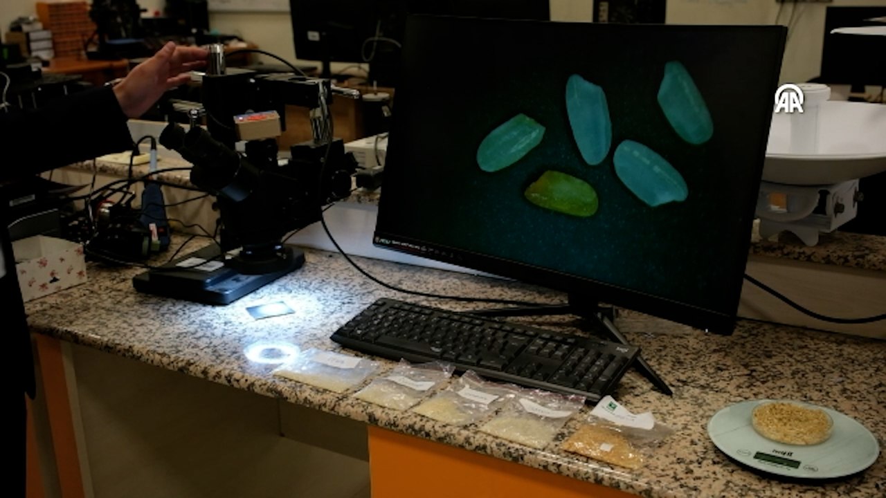 Pirinç türlerini tespit edebilen yapay zeka destekli yazılım geliştirildi