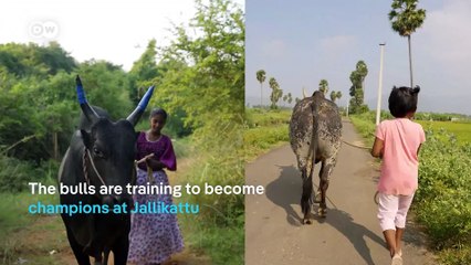 India: The fighting bulls raised by little girls