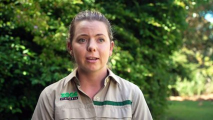 Massages help relieve arthritis pain for Saffron the camel