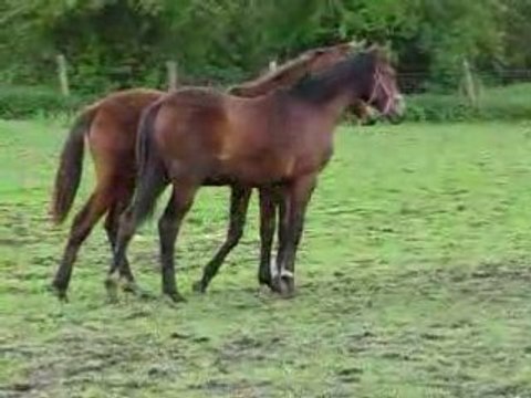 Pouliches 2007 01 mai 2008