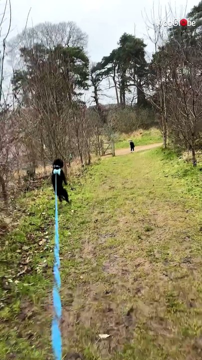 Happy paws: Adorable dog strolls on two legs like a human
