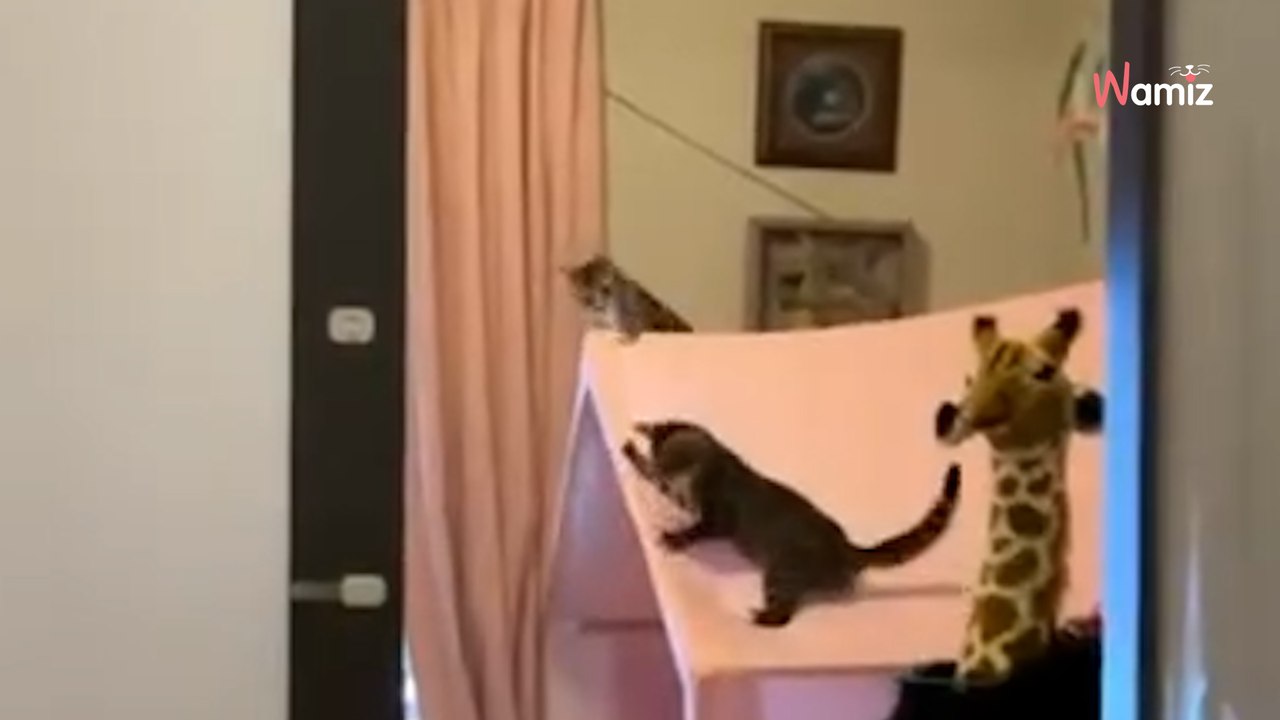 Une chatte apparaît dans son jardin avec trois chatons : au moment de leur adoption, une décision va tout changer