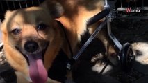 Elle trouve un chien paralysé dans un fossé : le vétérinaire émet une hypothèse que personne ne croit (vidéo)