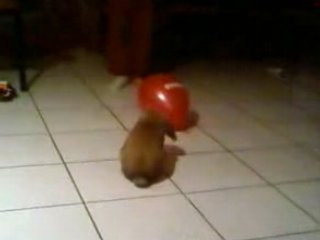 Looping et le ballon