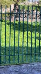 Il video del branco di cani nella scuola di Lipari