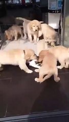 Golden Retriever puppies swarm cat for cuddles