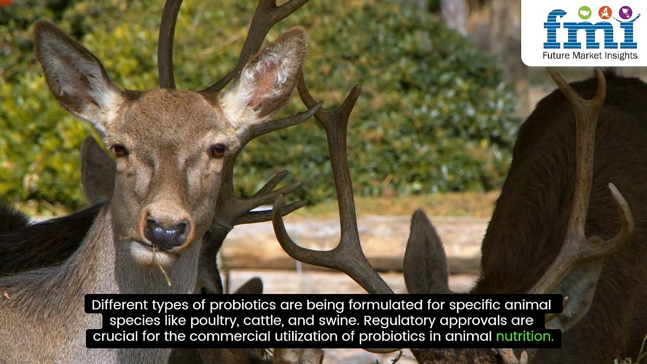 Animal Feed Probiotic Market: Trends, Growth & Future Projections