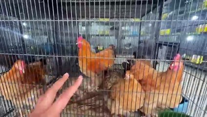 shehar mein dehat ep 138 2025 animal mini zoo Aj Bht Sari Pets Shopping ki