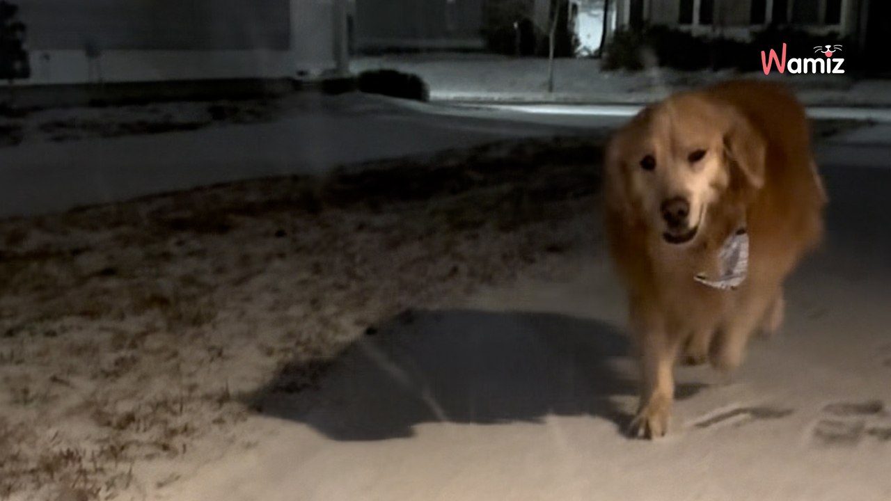 Elle promène son Golden Retriever à 23h30 précise : la raison est absolument magique (Vidéo)