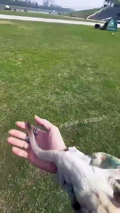 Oh... I didn_t catch it_ I_m angry..._ _Honey Bag Glider Training